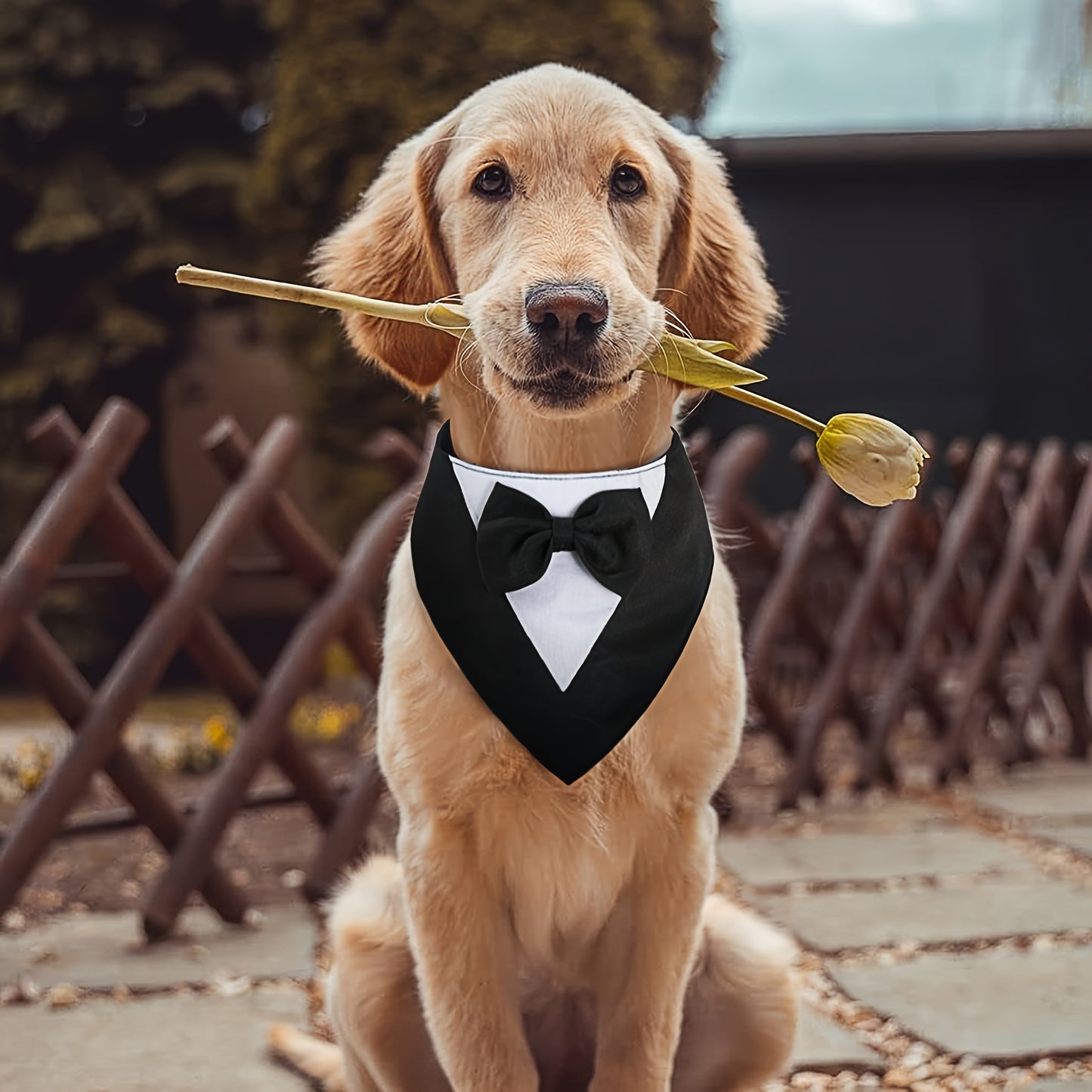 Elegant Dog Tuxedo Bandana with Bowtie Collar