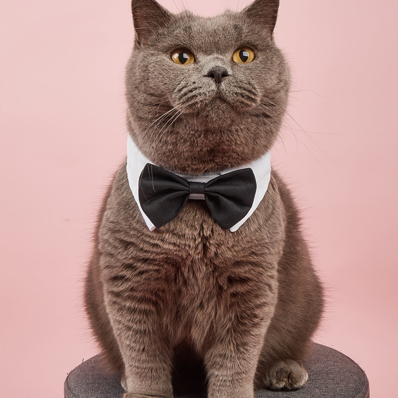 Stylish Pet Bowtie Collar